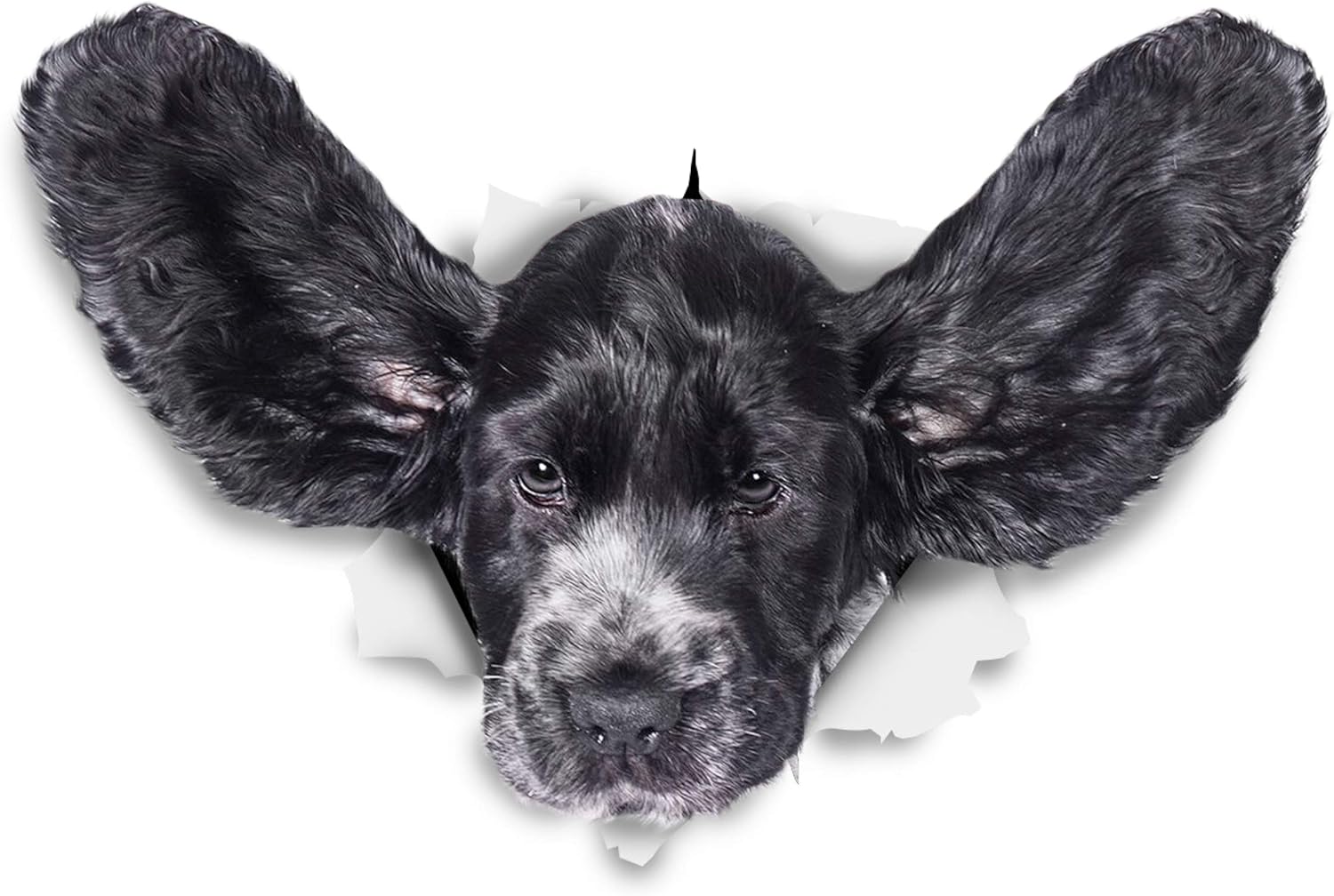 Winston Bear 3D Dog Stickers - 2 Pack - Funny Cocker Spaniel